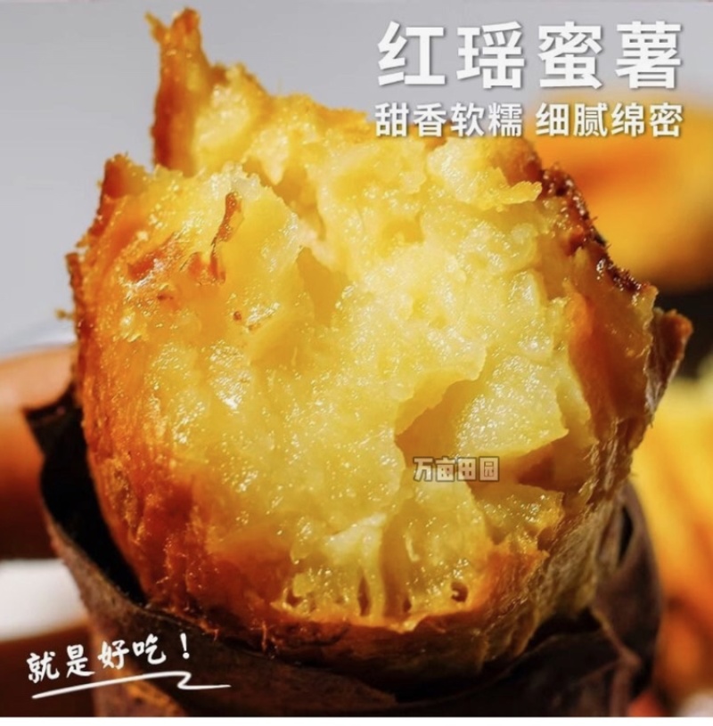 红瑶蜜薯甜度高软糯香甜整车批发一件代发量大优惠品质保障