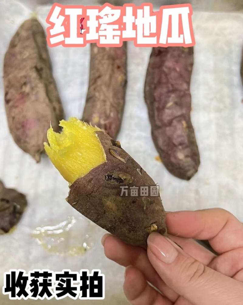 红瑶蜜薯甜度高软糯香甜整车批发一件代发量大优惠品质保障