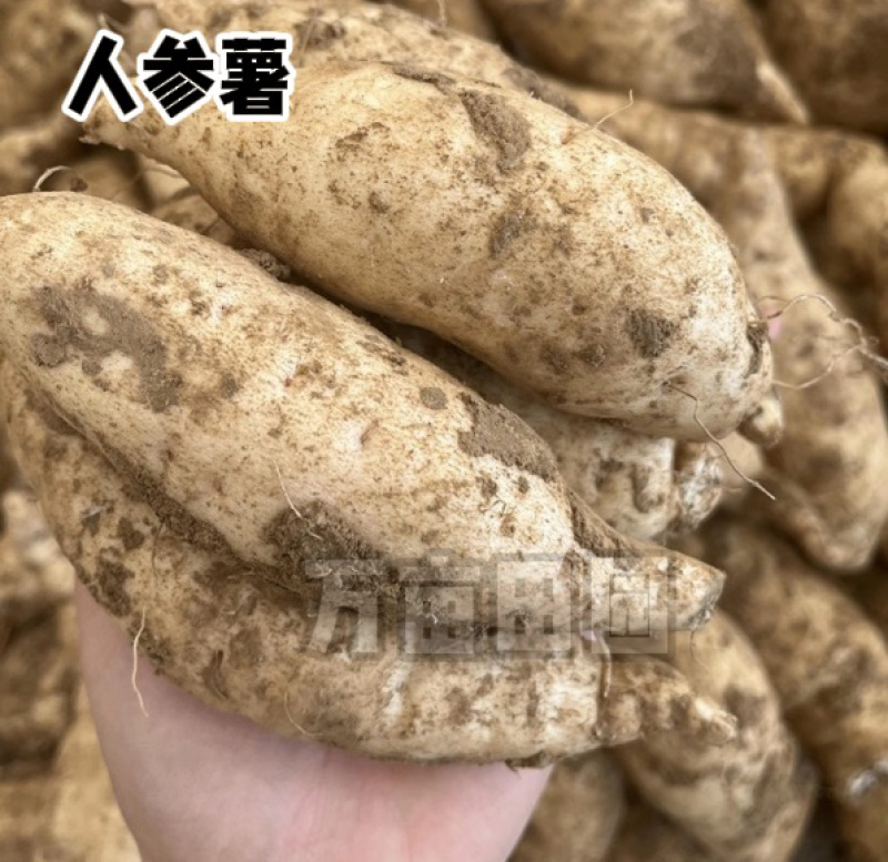 爆粉爆面人参薯白薯产地直发量大优惠整车批发一件代发品质