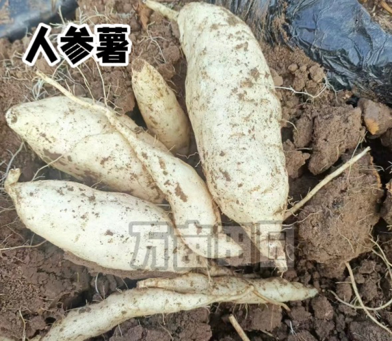 爆粉爆面人参薯白薯产地直发量大优惠整车批发一件代发品质