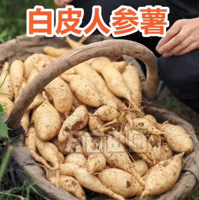 爆粉爆面人参薯白薯产地直发量大优惠整车批发一件代发品质