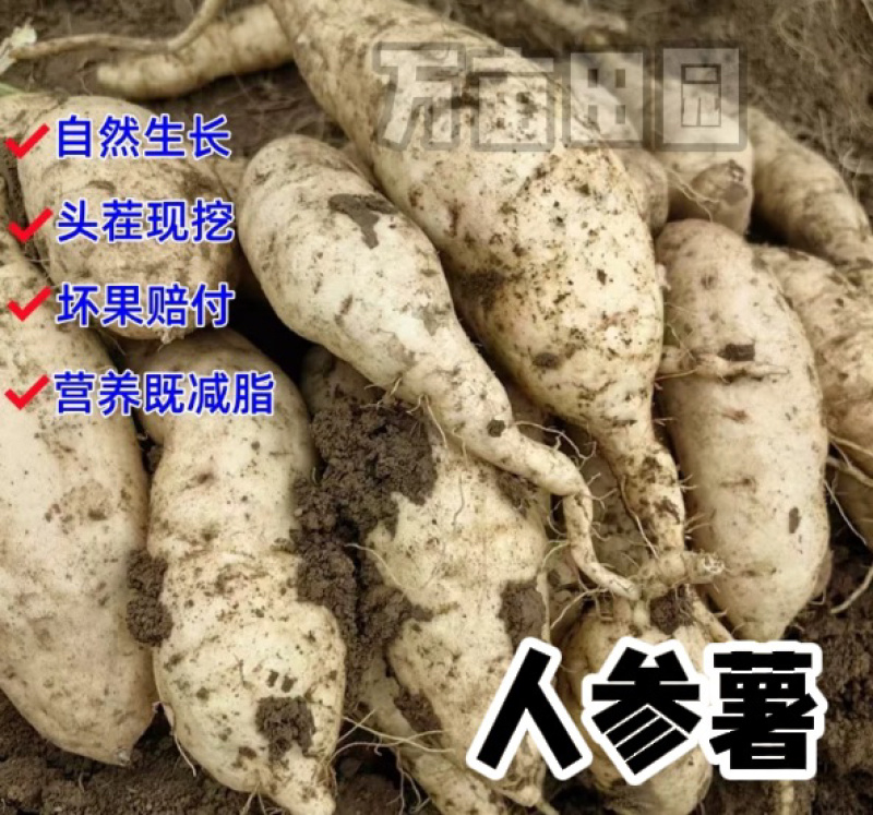 爆粉爆面人参薯白薯产地直发量大优惠整车批发一件代发品质