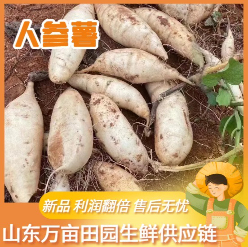 爆粉爆面人参薯白薯产地直发量大优惠整车批发一件代发品质
