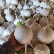 精品园白萝卜