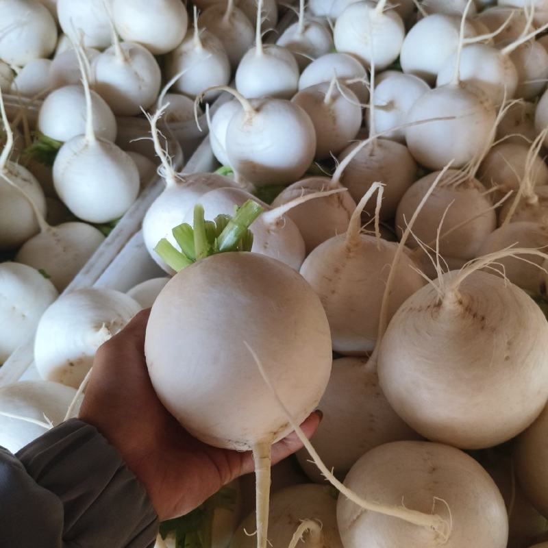 精品园白萝卜