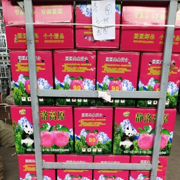 陕西洛川苹果大量上市