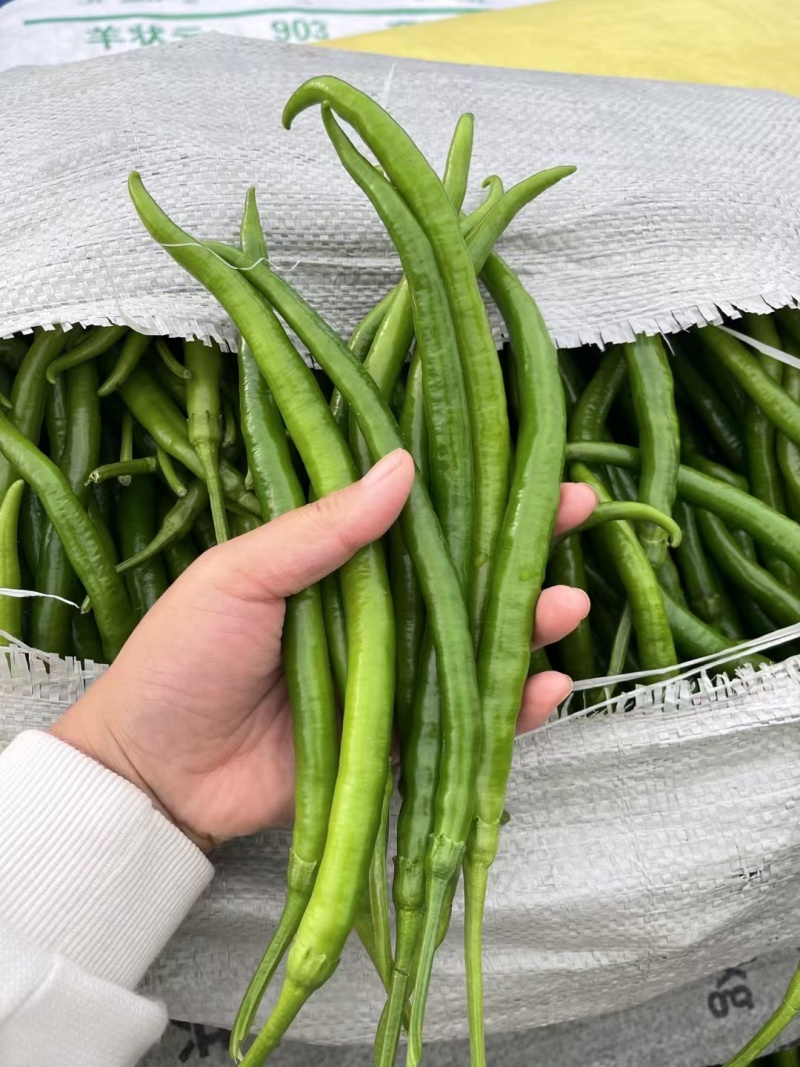 费县精品线椒二荆条产地货源/供超市批发市场电商