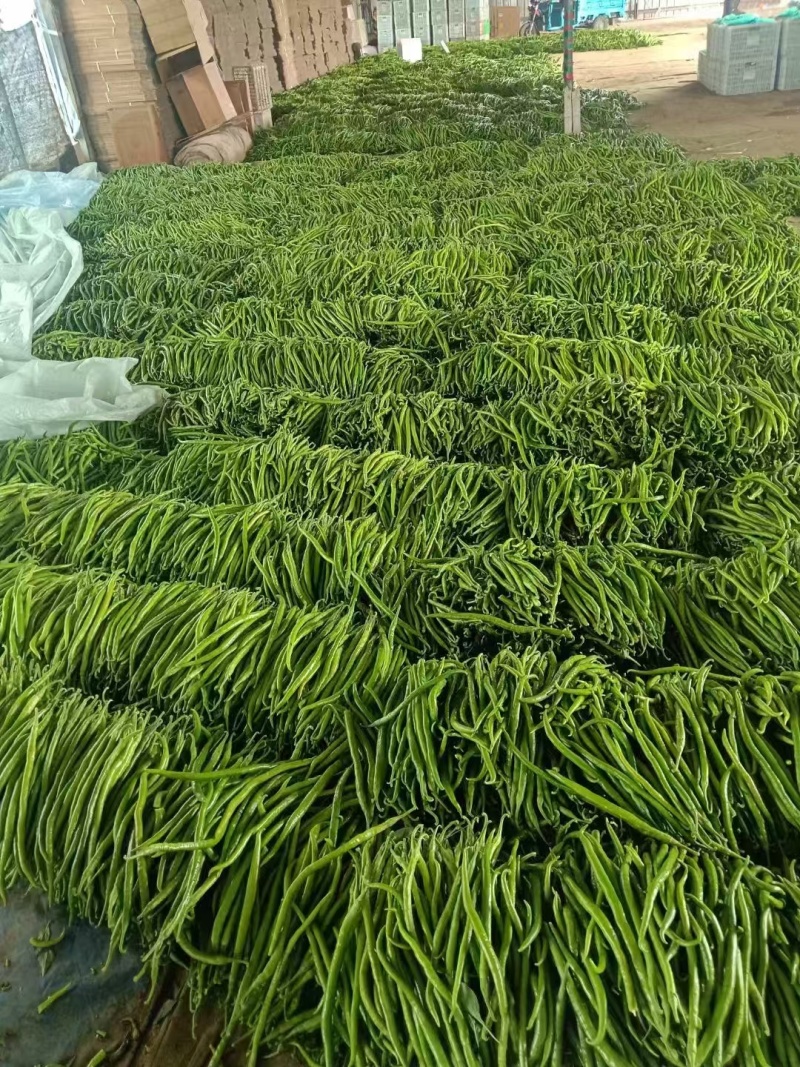 费县精品线椒二荆条产地货源/供超市批发市场电商