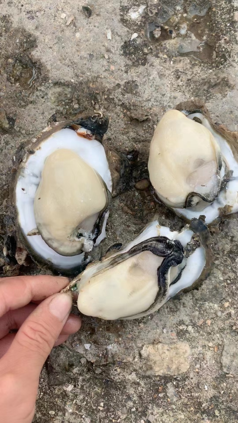 台山白蚝生长在台山市的黄茅海海域，一件代发。