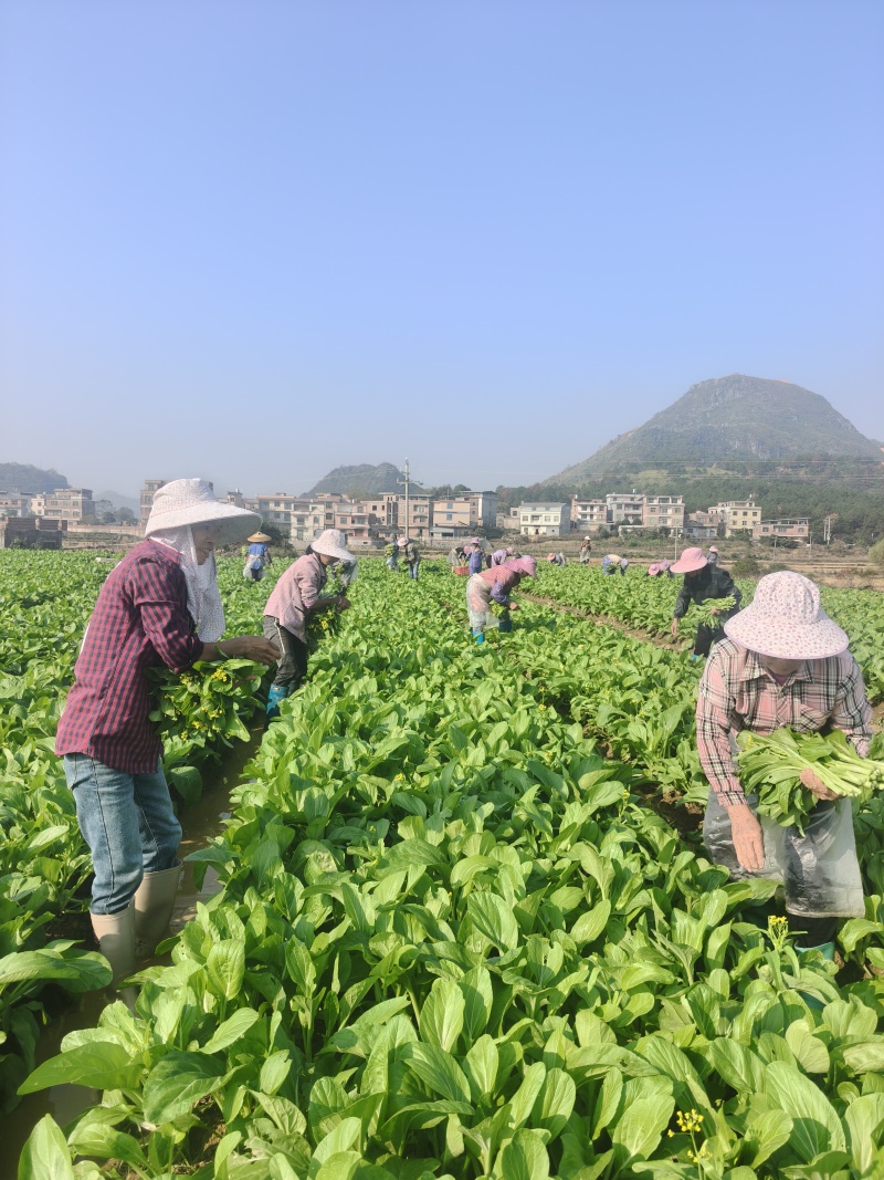 菜心