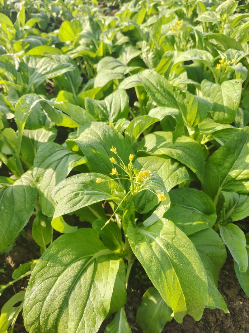 菜心