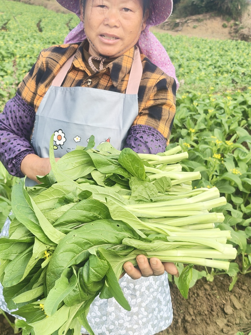 菜心
