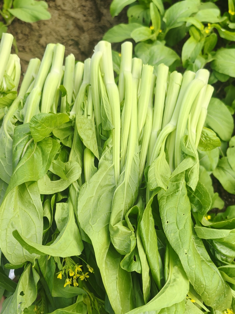 菜心
