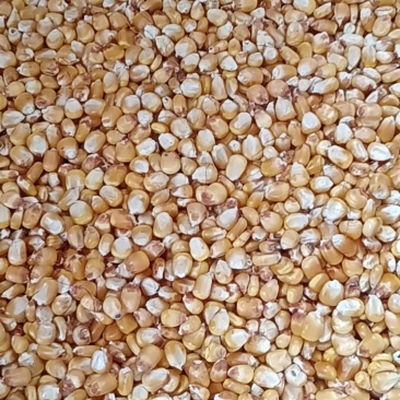 内蒙古托克托县黄玉米粒，原产地发货，质量好，颗粒饱满