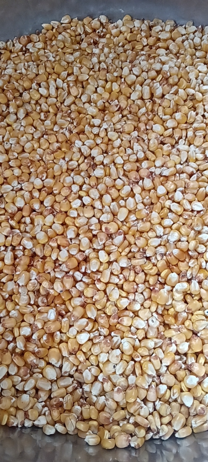 内蒙古托克托县黄玉米粒，原产地发货，质量好，颗粒饱满