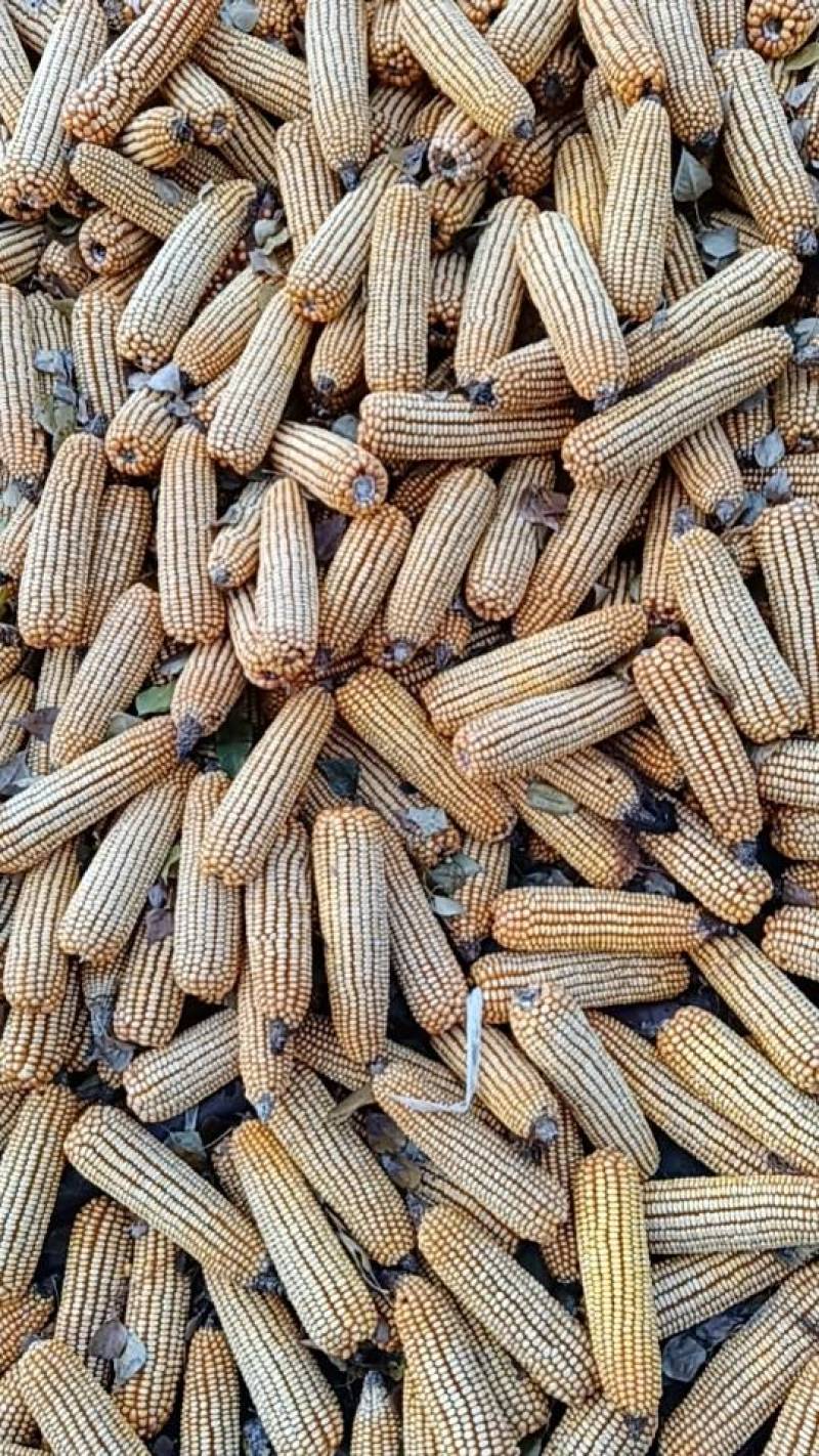 内蒙古托克托县黄玉米粒，原产地发货，质量好，颗粒饱满