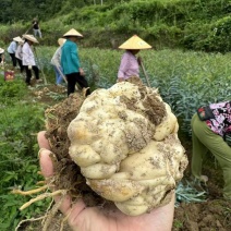 贵州精品百合种球百合种子花卉种子耐寒个头大量大从优
