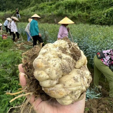 贵州精品百合种球百合种子花卉种子耐寒个头大量大从优