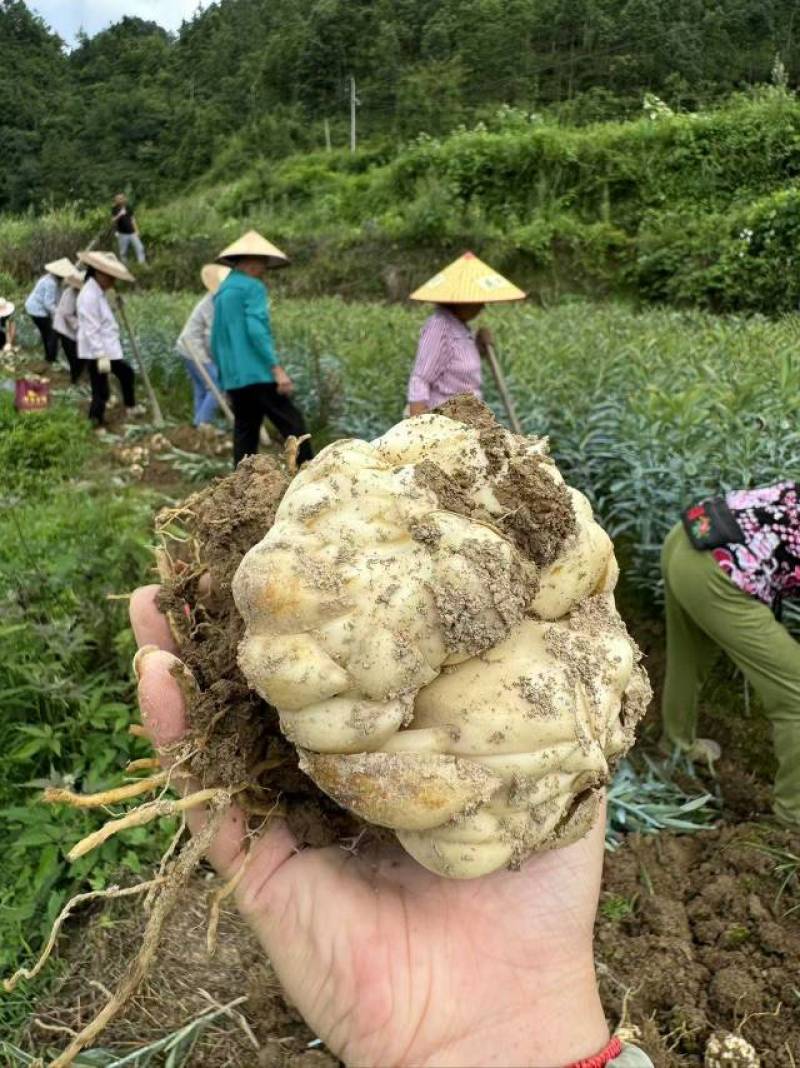贵州精品百合种球百合种子花卉种子耐寒个头大量大从优