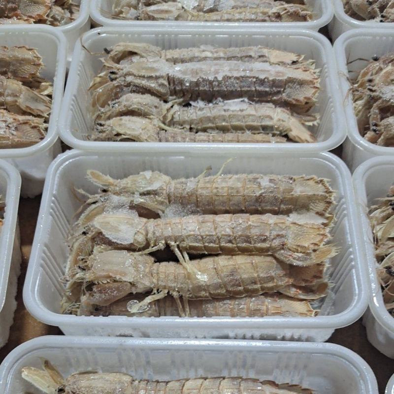 皮皮虾大母虾婆全母带膏全公品质好价格低欢迎来电
