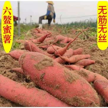 六鳌沙地蜜薯一件代发富硒沙地红薯西瓜红山芋地瓜红心番薯