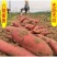 六鳌沙地蜜薯一件代发富硒沙地红薯西瓜红山芋地瓜红心番薯