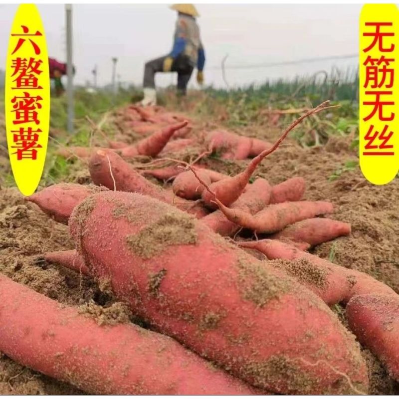 六鳌沙地蜜薯一件代发富硒沙地红薯西瓜红山芋地瓜红心番薯