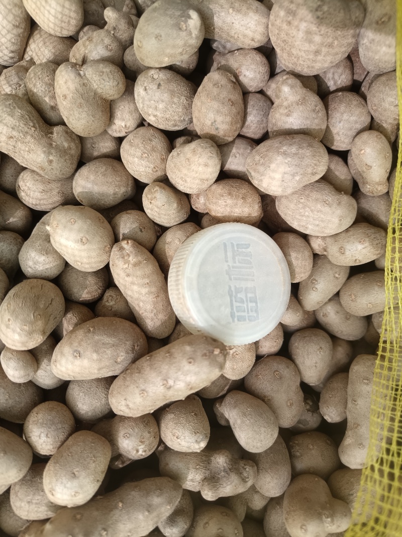 山药豆大量上市