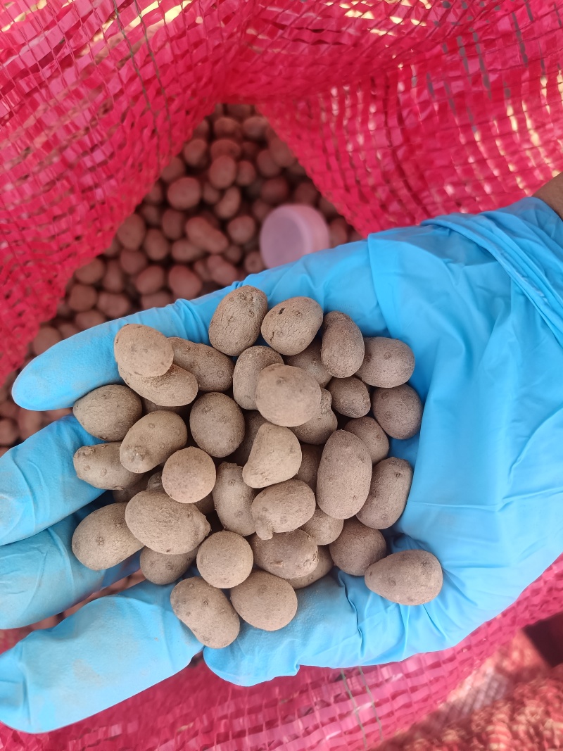 山药豆大量上市