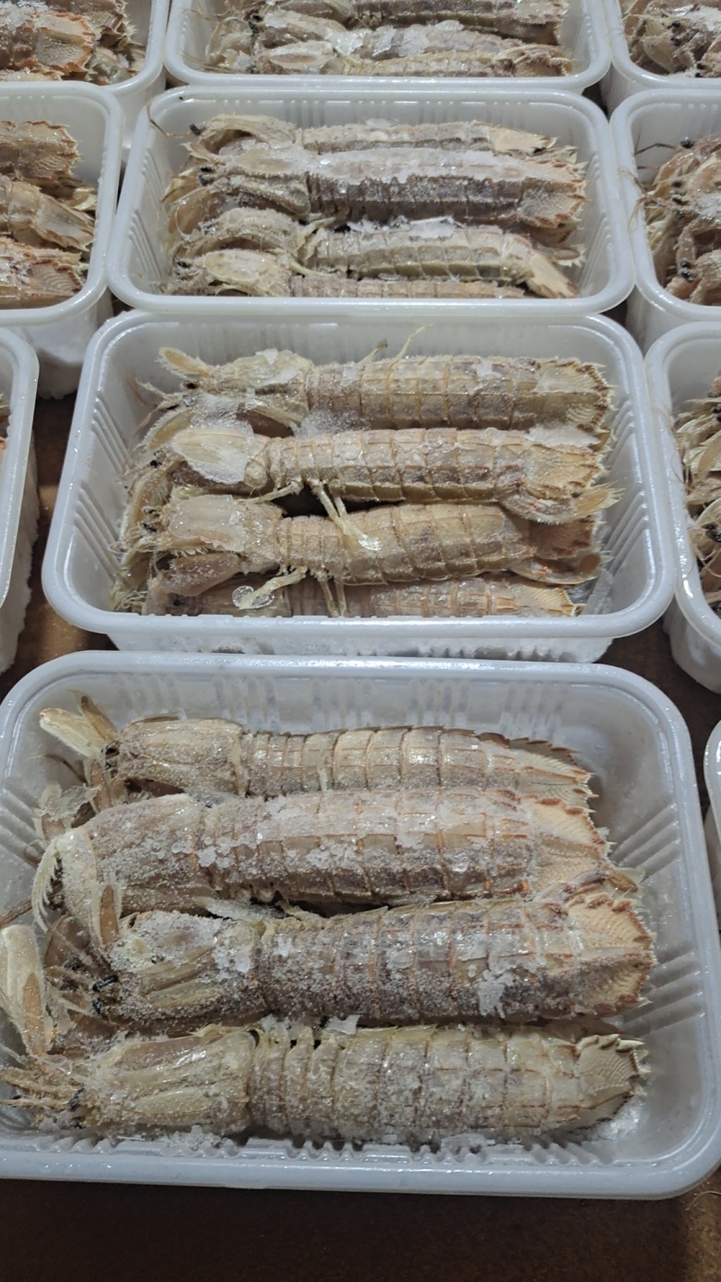 皮皮虾大母虾婆全母带膏全公品质好价格低欢迎来电