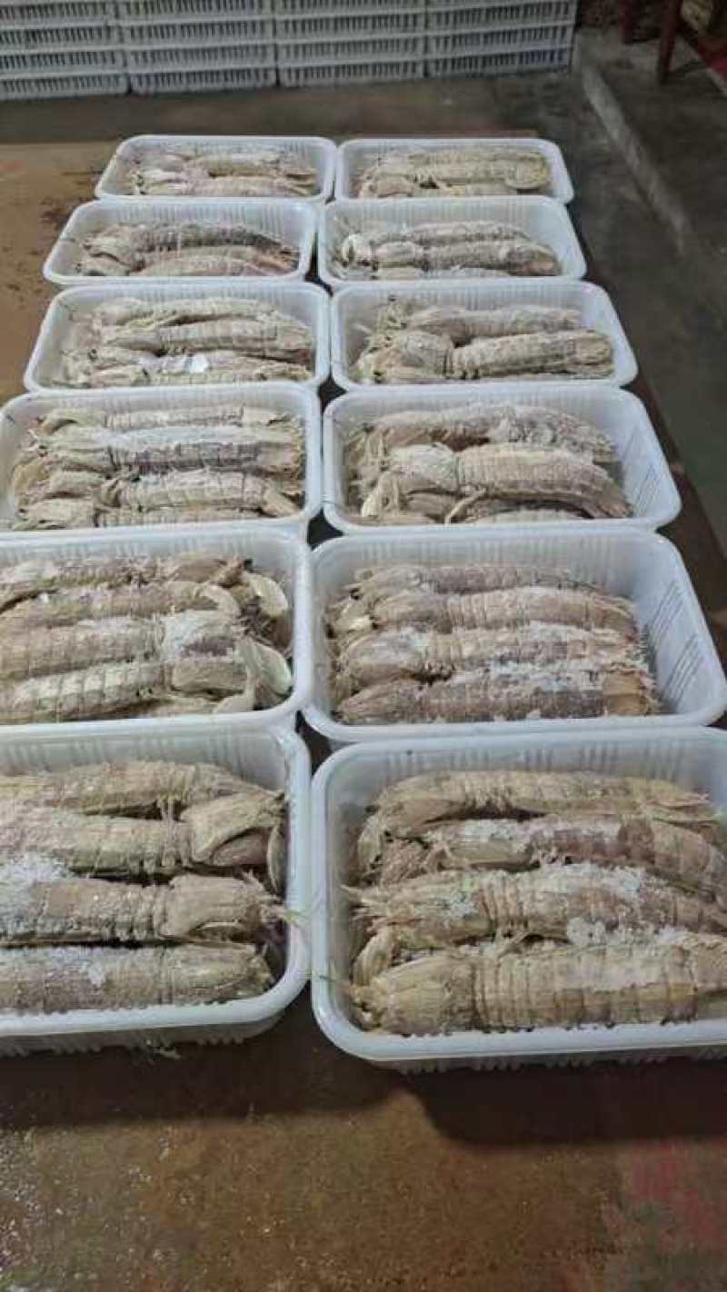 皮皮虾大母虾婆全母带膏全公品质好价格低欢迎来电
