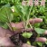 红菜苔秧苗秋冬季耐寒红油菜苔带土发货十月红杆寿光苗场基地