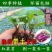 红菜苔秧苗秋冬季耐寒红油菜苔带土发货十月红杆寿光苗场基地