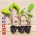 红菜苔秧苗秋冬季耐寒红油菜苔带土发货十月红杆寿光苗场基地