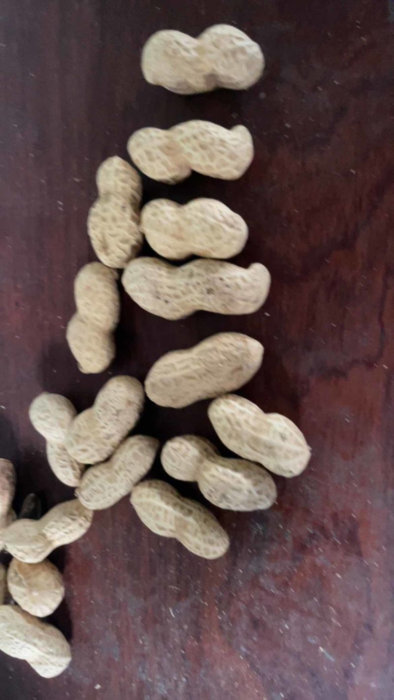电商铁锅炒花生支持一件貸发原味花生