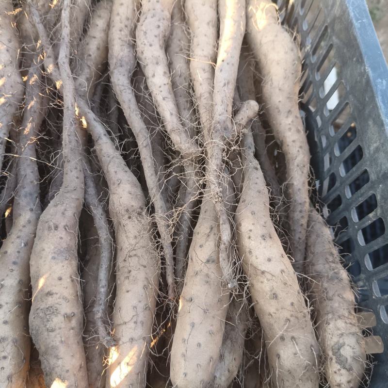 白玉山药豆苗无菌新茬地现货现发量大价优欢迎咨询
