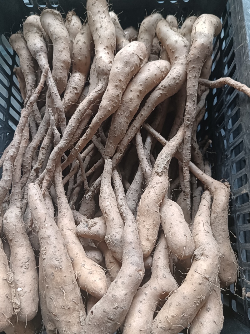白玉山药豆苗无菌新茬地现货现发量大价优欢迎咨询