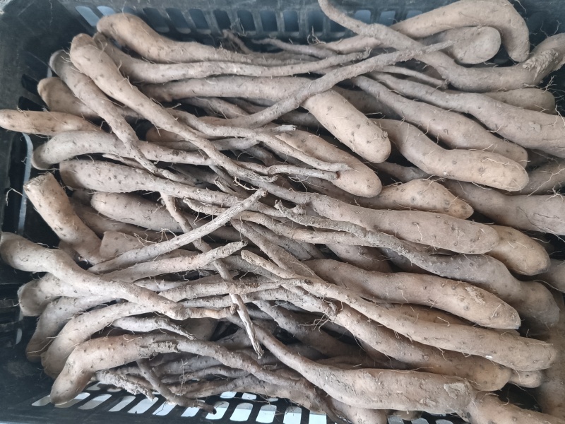 白玉山药豆苗无菌新茬地现货现发量大价优欢迎咨询