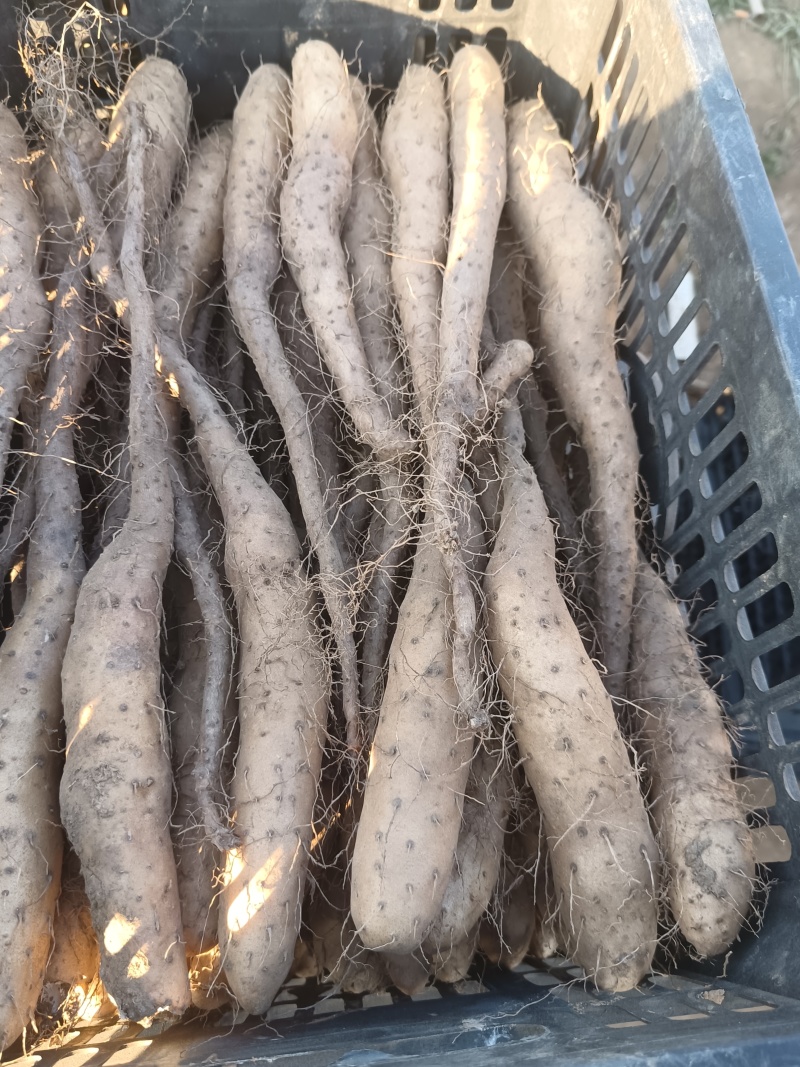 白玉山药豆苗无菌新茬地现货现发量大价优欢迎咨询