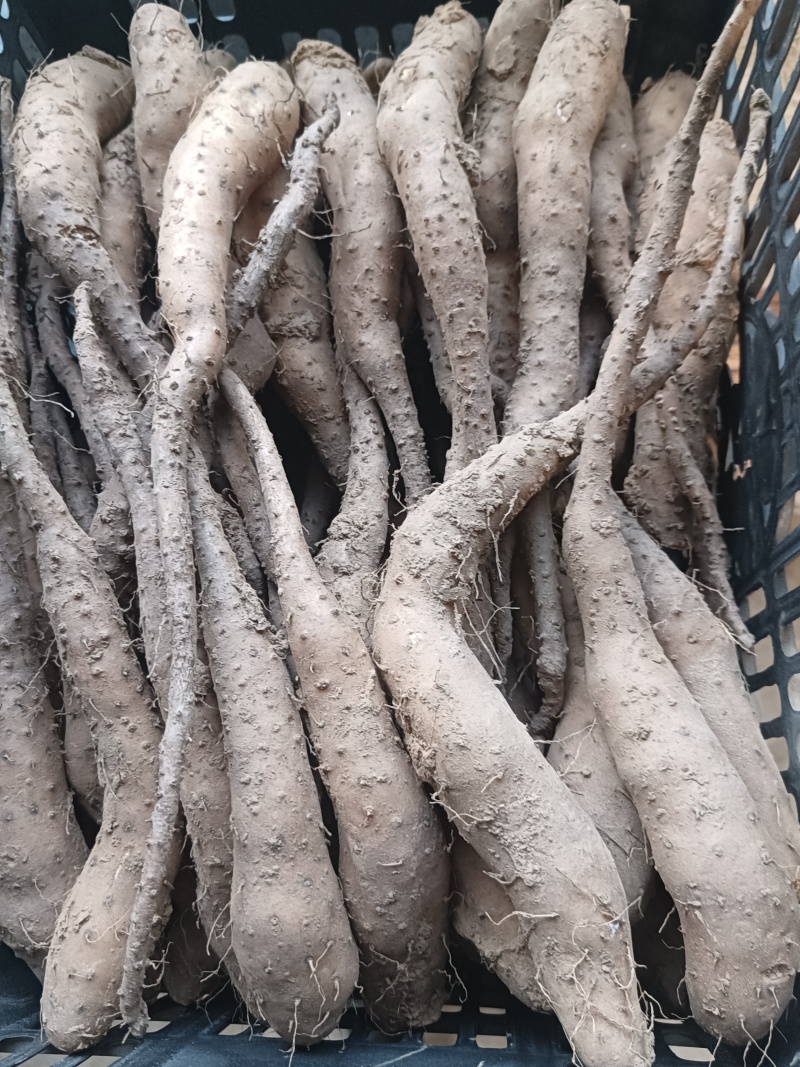 白玉山药豆苗无菌新茬地现货现发量大价优欢迎咨询
