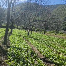 贡菜干