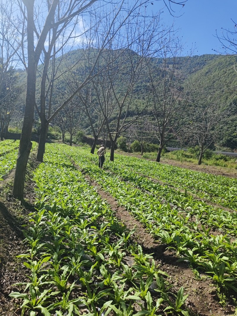 贡菜干