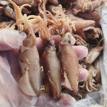 海兔笔管鱼产地直发规格齐全全国发货欢迎来电咨询