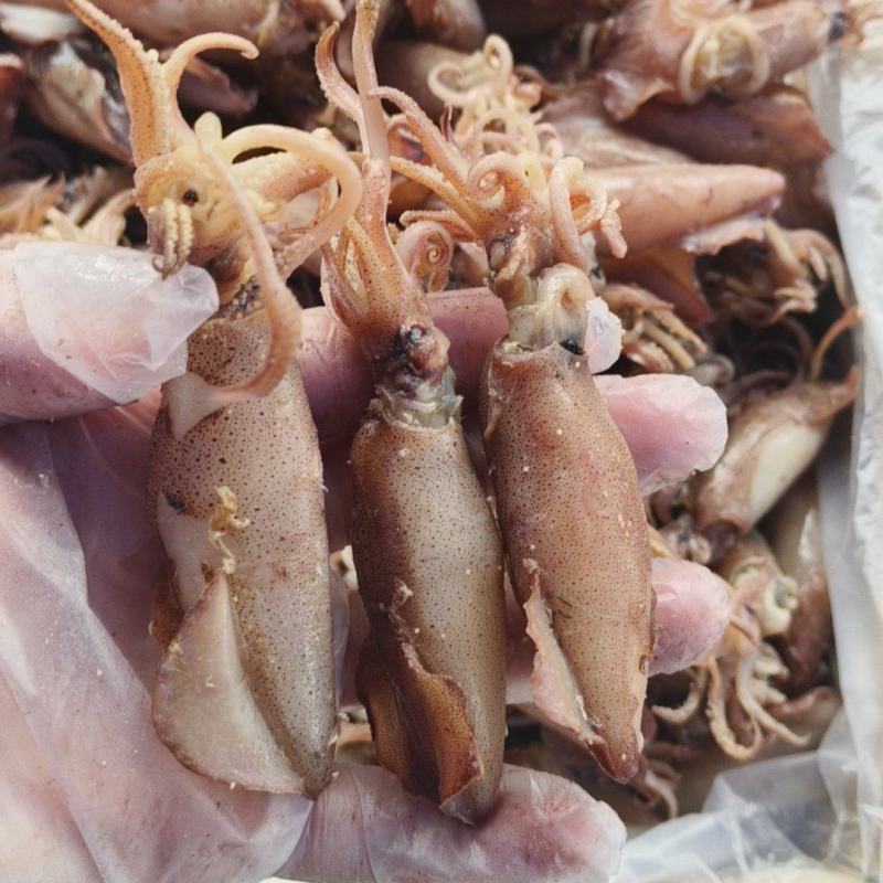 海兔笔管鱼产地直发规格齐全全国发货欢迎来电咨询