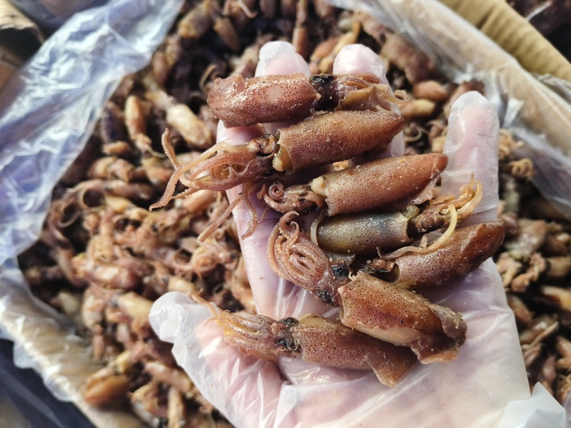 海兔笔管鱼产地直发规格齐全全国发货欢迎来电咨询