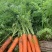 胡萝卜带叶子三红胡萝卜货源充足量大从优全国发货