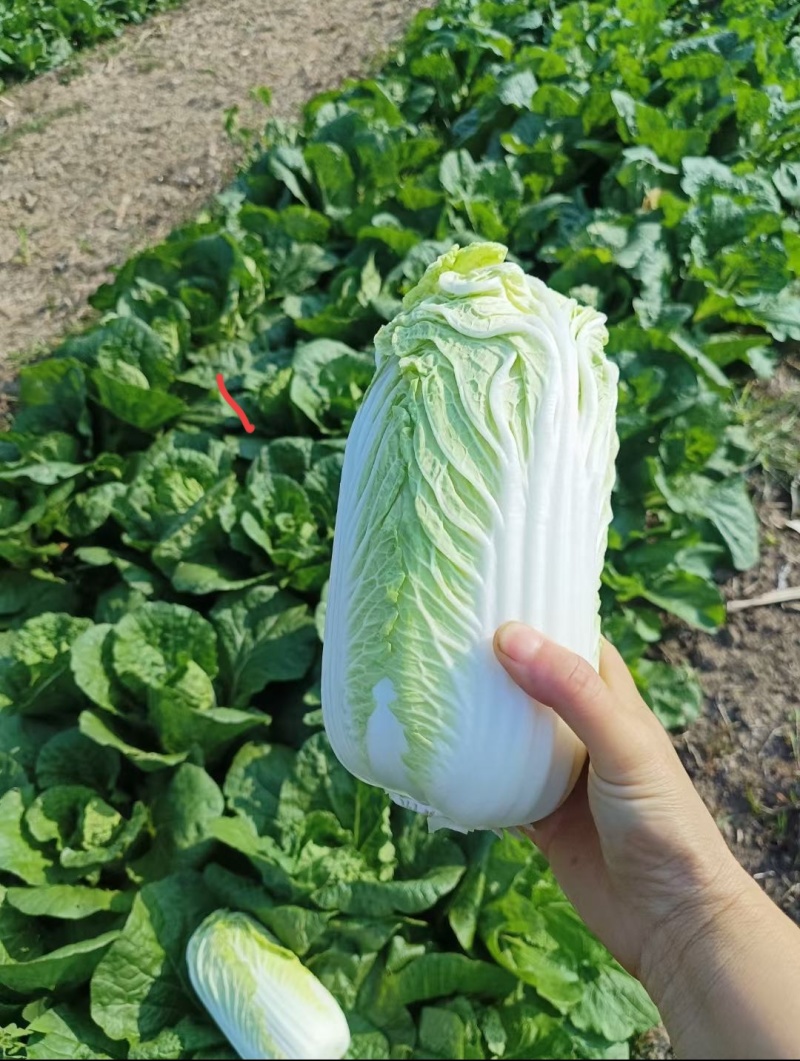 娃娃菜商超**物美价廉