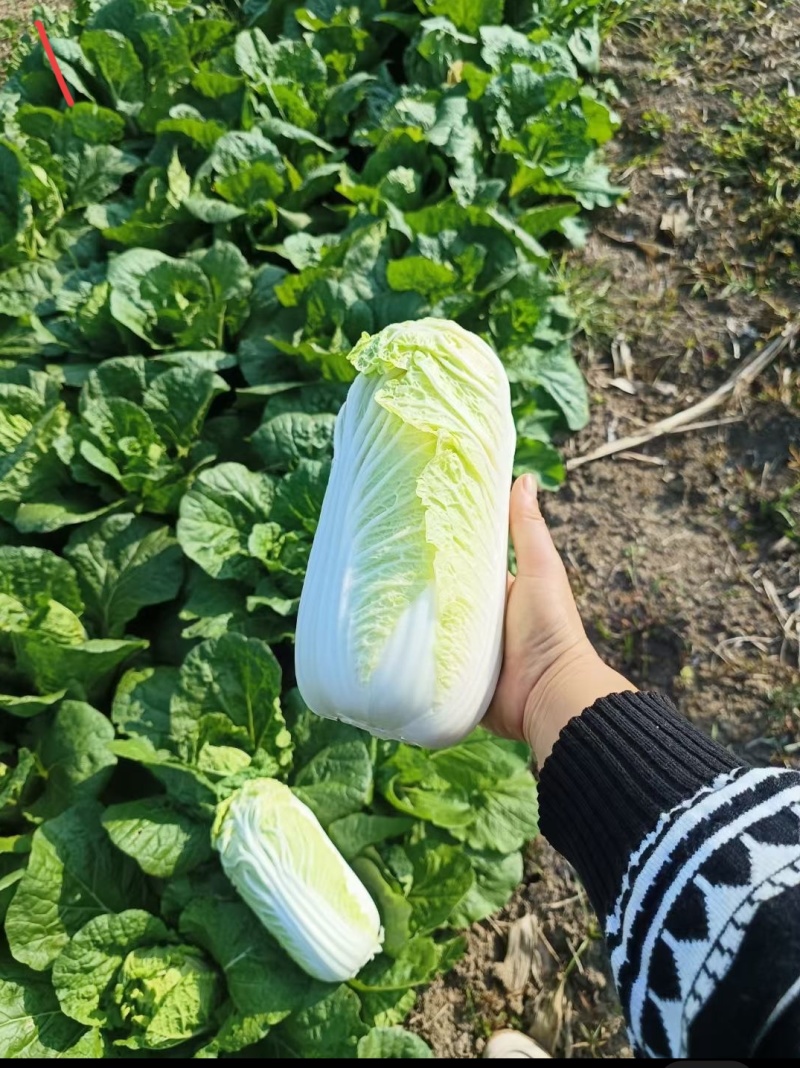 娃娃菜商超**物美价廉