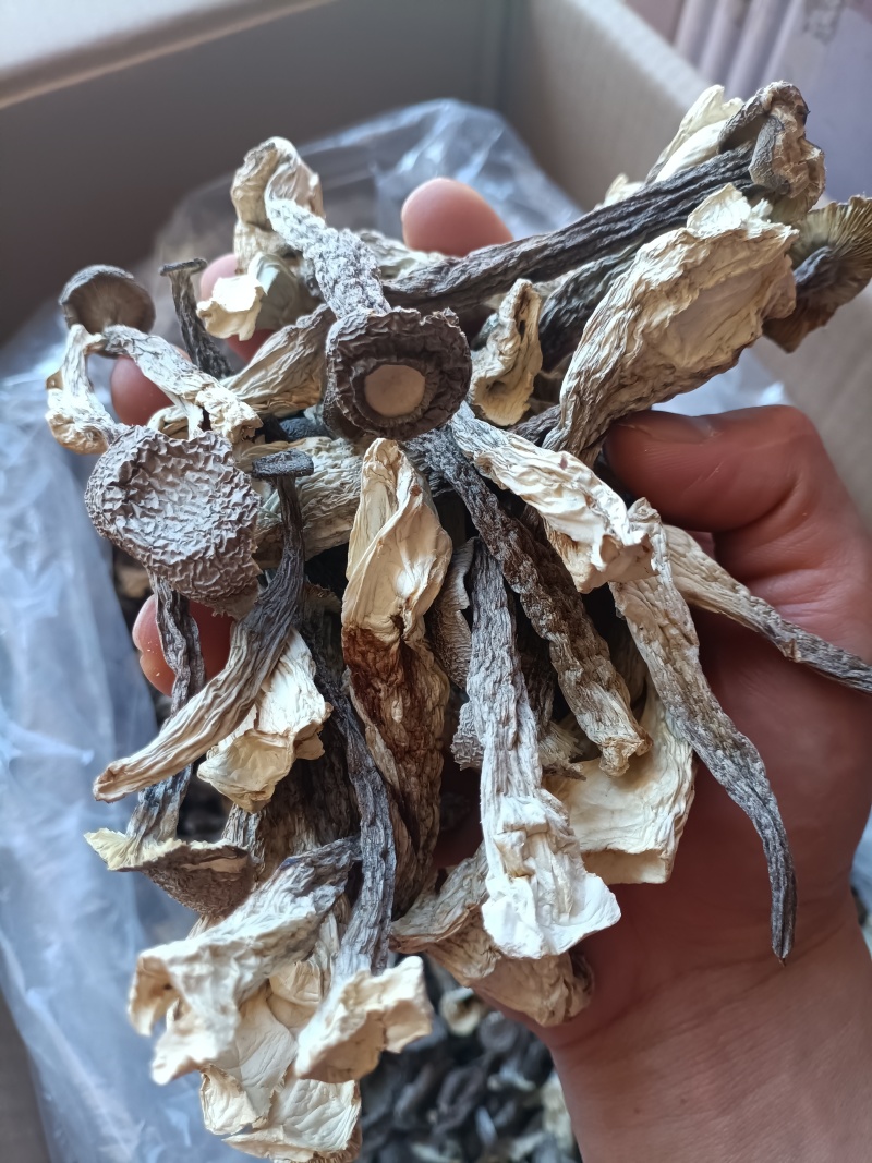 鹿茸菇/精选好货/批发兼零售，量大可商议，全国包邮