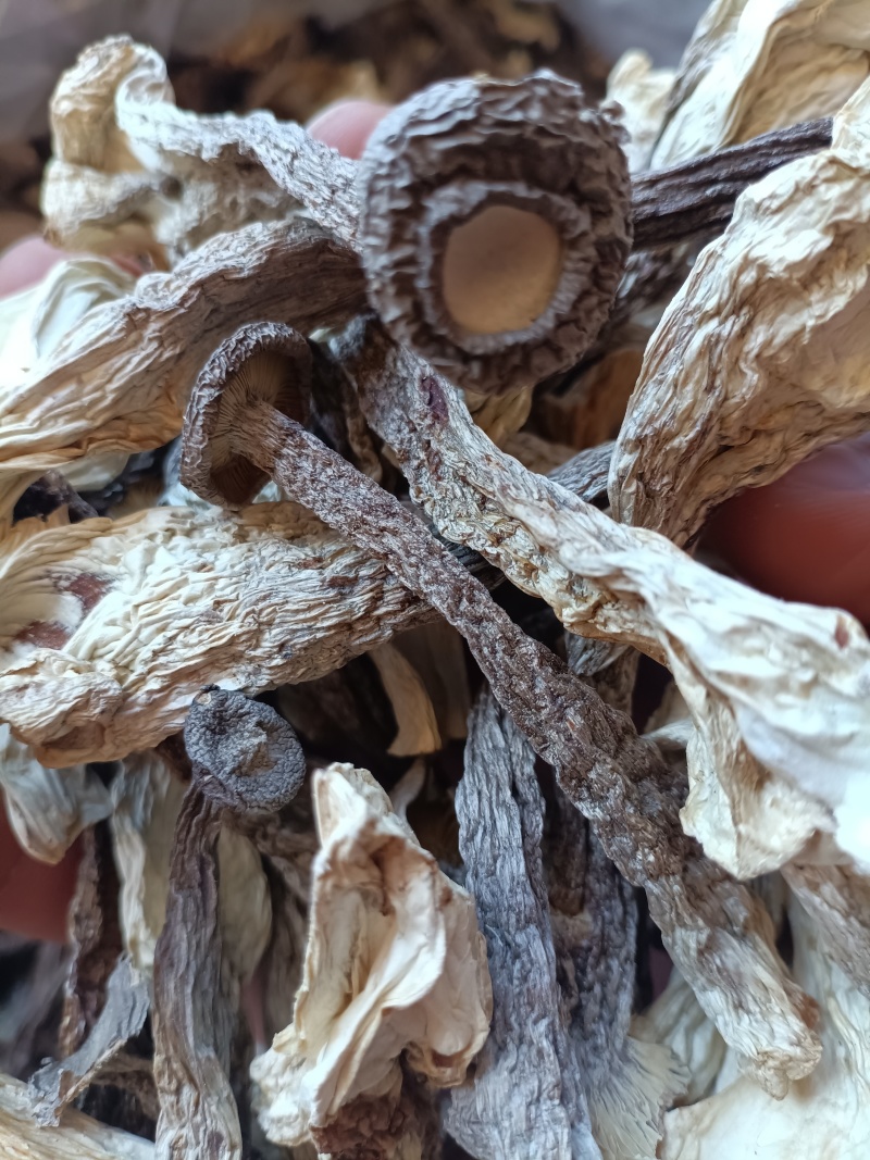 鹿茸菇/精选好货/批发兼零售，量大可商议，全国包邮